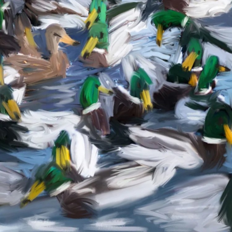 Camiseta Edmmond Duck lake